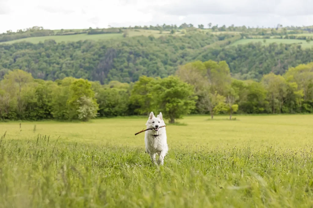 Chien berger suisse s’amusant dans un champ en Normandie © Ldgfr Photos - stock.adobe.com