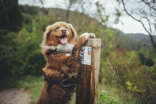 Chien sur un parcours de trail sur la côte des deux amants