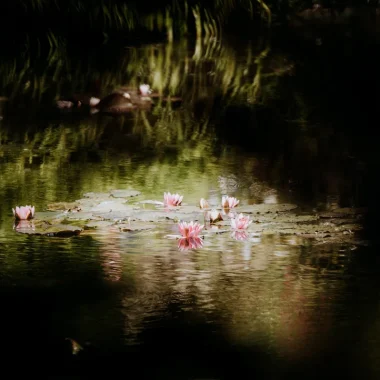 Nympheas, Giverny