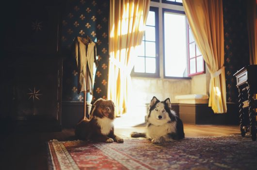 Dog friendly