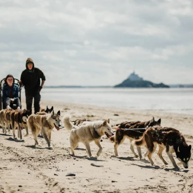 Expérience Normande : Baptême en chiens de traineau dans la Baie du Mont-Saint-Michel, husky