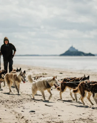 Expérience Normande : Baptême en chiens de traineau dans la Baie du Mont-Saint-Michel, husky