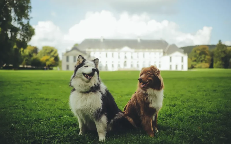 Accueil influenceuse : séjour dog-friendly en Normandie