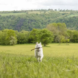 Chien berger suisse s’amusant dans un champ en Normandie © Ldgfr Photos - stock.adobe.com
