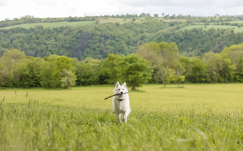 Séjours dog-friendly en Normandie, découvrez nos offres