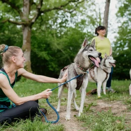 Cani-rando au départ de Saint-Céneri