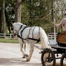 Un caméraman et un attelage avec un cheval et 2 personnes pour le tournage d'une Expérience Normande au Haras du Pin