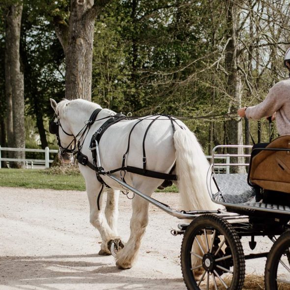 Un caméraman et un attelage avec un cheval et 2 personnes pour le tournage d'une Expérience Normande au Haras du Pin